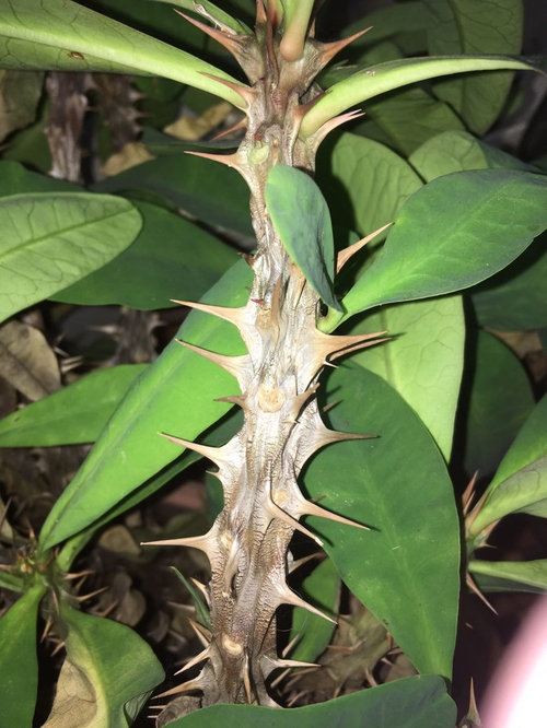 Crown of Thorns Diagnosis