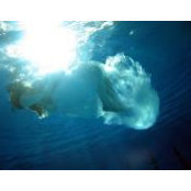 Nicole Robson's photo