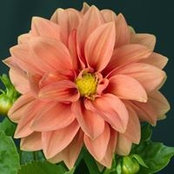 Barb Carmen's photo