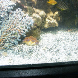 Fresh water and marine fish - Products