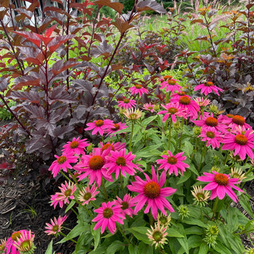 Echinacea and ninebark