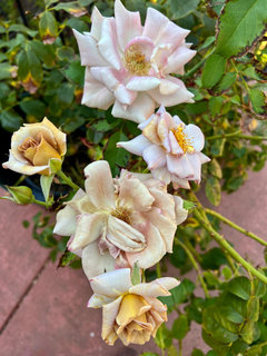 Another 100 F plus day