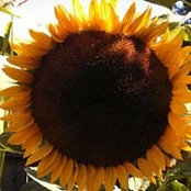 Holly Carrillo's photo