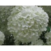 Sherry Mayfield's photo