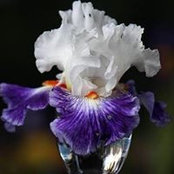 Martine Vaast's photo