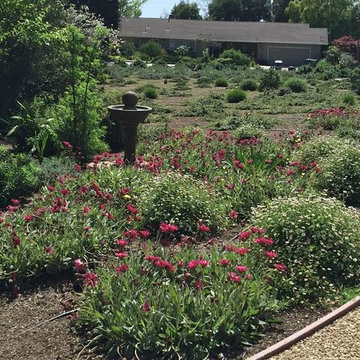 Mediterranean Landscape Plantings