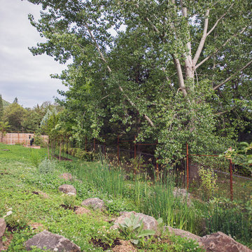 Constructed Wetland