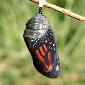 Clémence Ecnerolf's photo