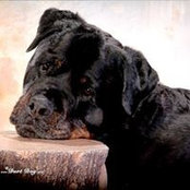 Janine Leoni's photo