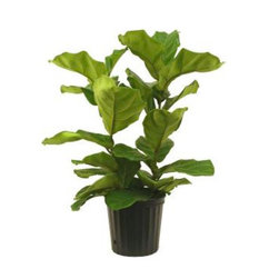 Ficus Pandurata Bush in Deco Pot - Plants