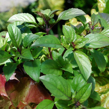 'Mexican Cinnamon' Basil Growing in a Window Box