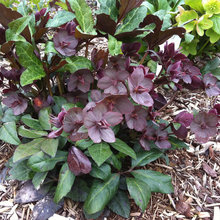 Hellebores