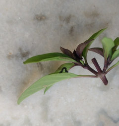 Black worm on my Thai basil