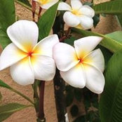 Fatima Jennings's photo