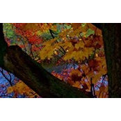 Kellie Bennor's photo