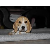 Tina Thomas Rossmann's photo