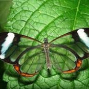 Vanessa G Sju's photo