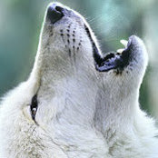 David Strachan's photo