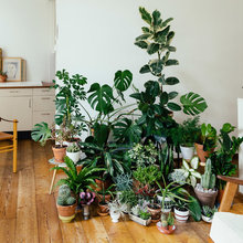 Pflanzen in der Wohnung