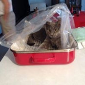 Tasha Welling's photo