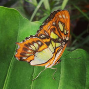 Anouk Simard's photo