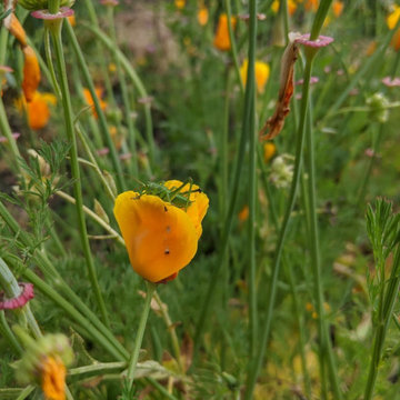 Potager en Permaculture