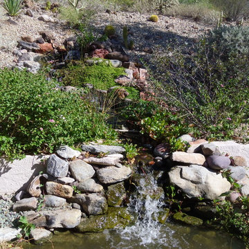 Buxton Residence Backyard Ecosystem Pond & Stream in Glendale, AZ