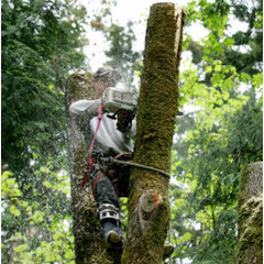 Second Nature Tree Service