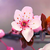 Blossom (Zone 10a)'s photo