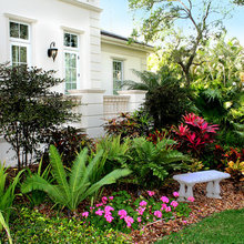 Tropical Foliage