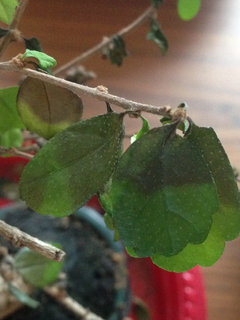 Fukien Tea Bonsai Help | Houzz Forum