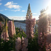 Ruth Gibbs's photo