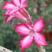 Cherize Fillmores foto