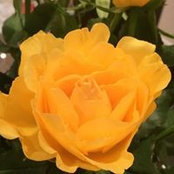 Billie Dallison's photo