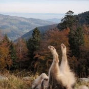 Foto von Fabien Fischer
