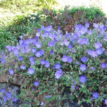Gardens and Planting Design