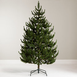 John Lewis Chamonix 7.5ft Scots Pine Christmas Tree - Christmas Trees
