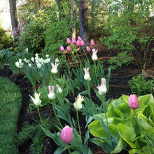 Flowers Scrubs Garden