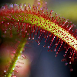Insectivorous Plants - Products