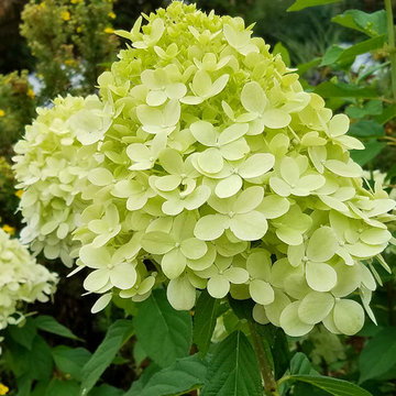 For the Love of Hydrangeas
