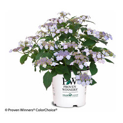 Tiny Tuff Stuff&trade; Mountain Hydrangea - Plants
