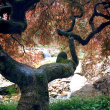 Trees