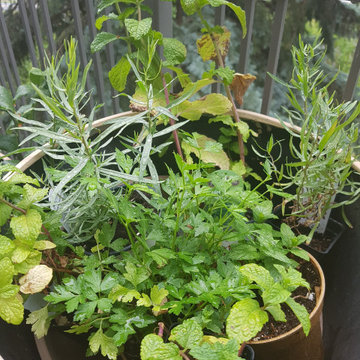 BALCONY GARDEN - an Edible and Ornamental Garden in the Sky