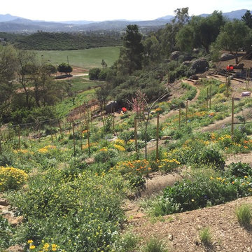 Casa Aguila Ramona Food Forest