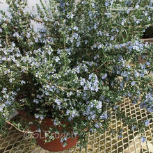 ANDERSON PLANTS