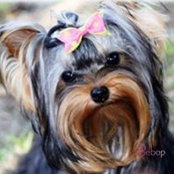 Vicki Quattlebaum's photo
