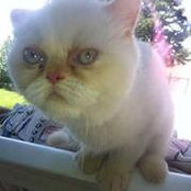 Galia Radeva's photo