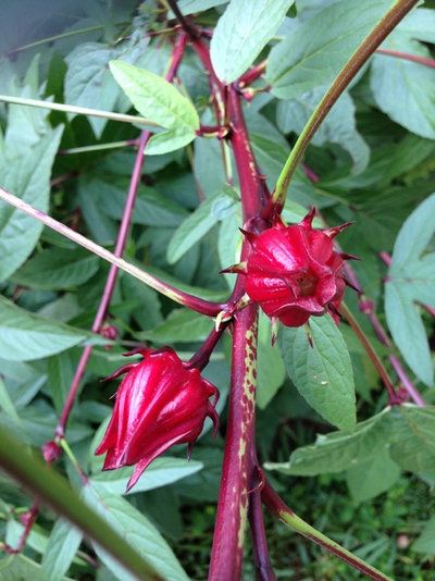 Great Design Plant: Roselle Tantalizes With Beauty and Flavor