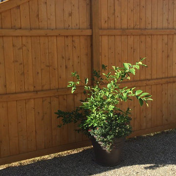 Tongue & Groove Fence