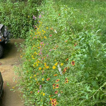 Hydroseeded with Native Perennial Wildflowers
